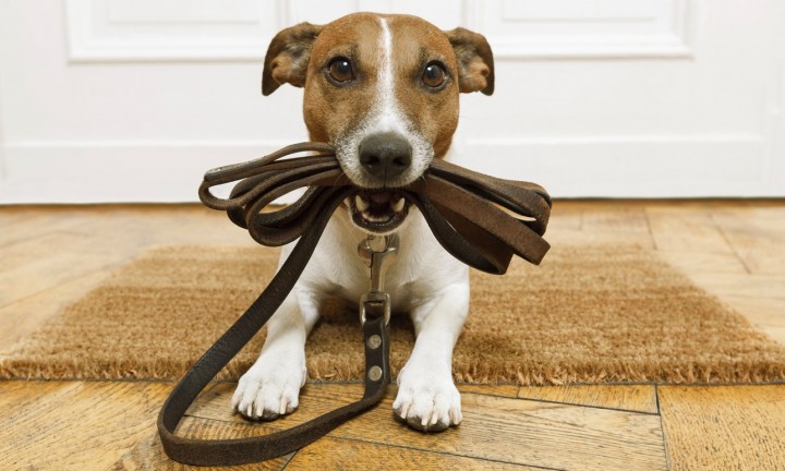 Hundehalteverordnung nach dem Kärntner Jagdgesetz 2000